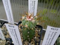Echinocactus subikii 12